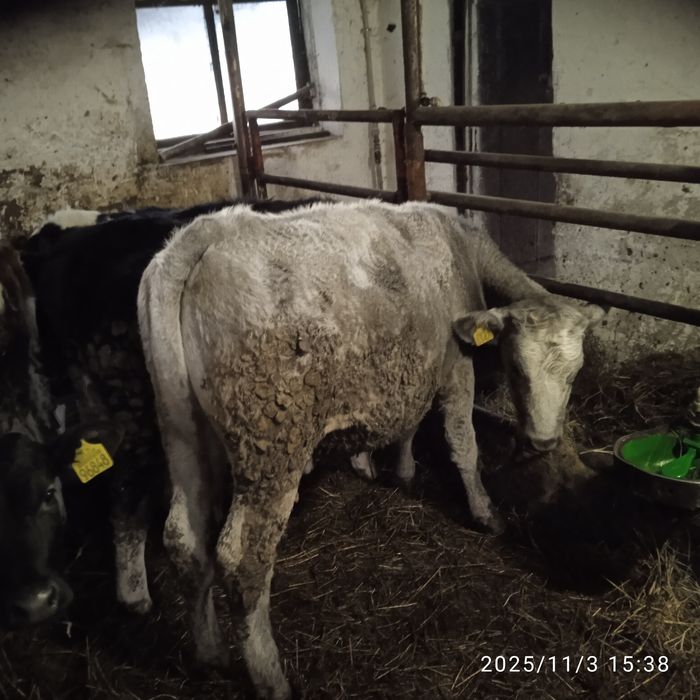 Jałówki mieszańce 7 miesięczne