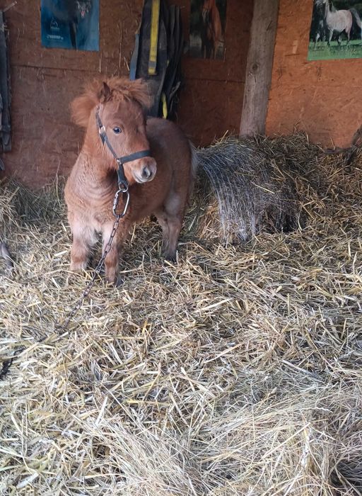 Sprzedam kuca źrebica