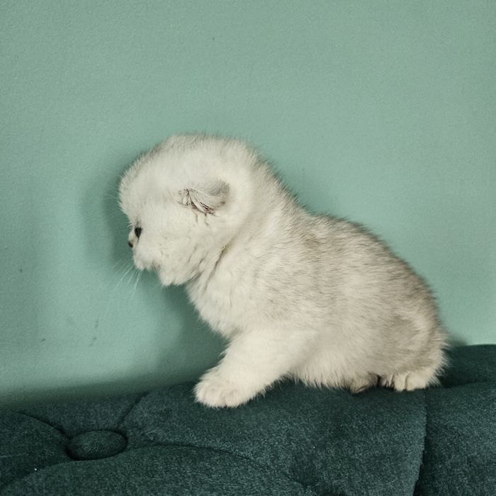 Красива, мордата дівчинка