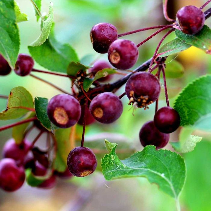 Jabłoń ozdobna "Liset", piękne kwiaty, bordowe liście, jadalne owoce.