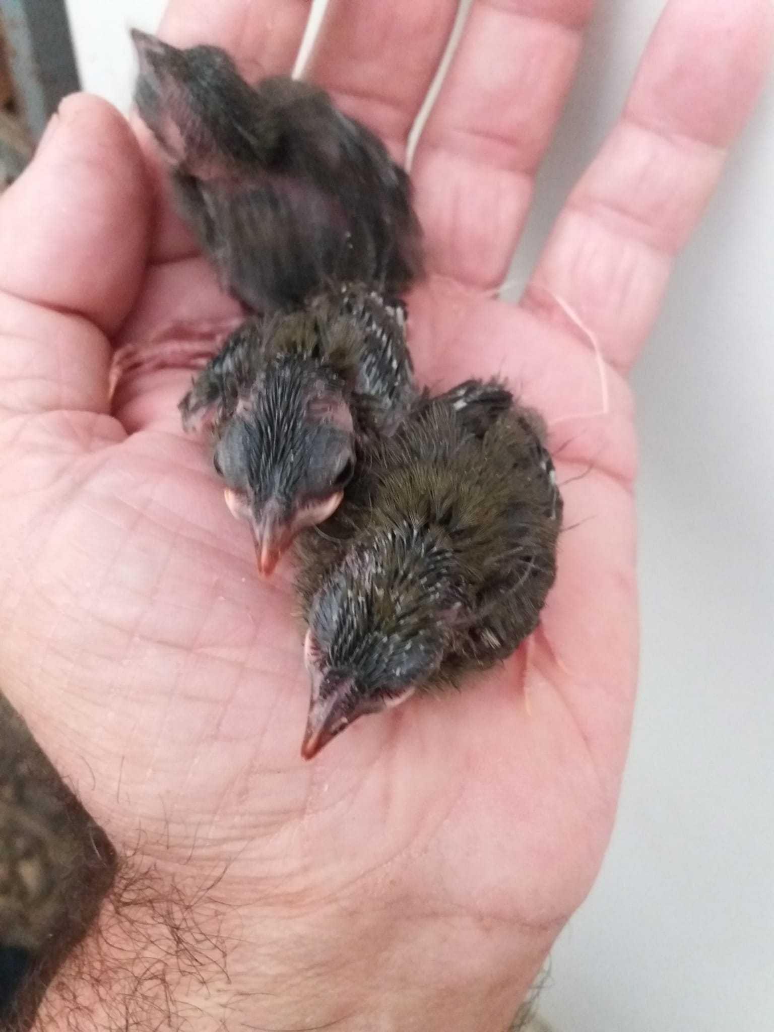 Casal de Rouxinois do Japão anilhados 2024/2025 Outras aves