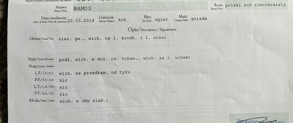 Sprzedam ogiera zimnokrwistego
