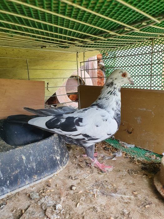 Rzeszowskie i inne sprzedam