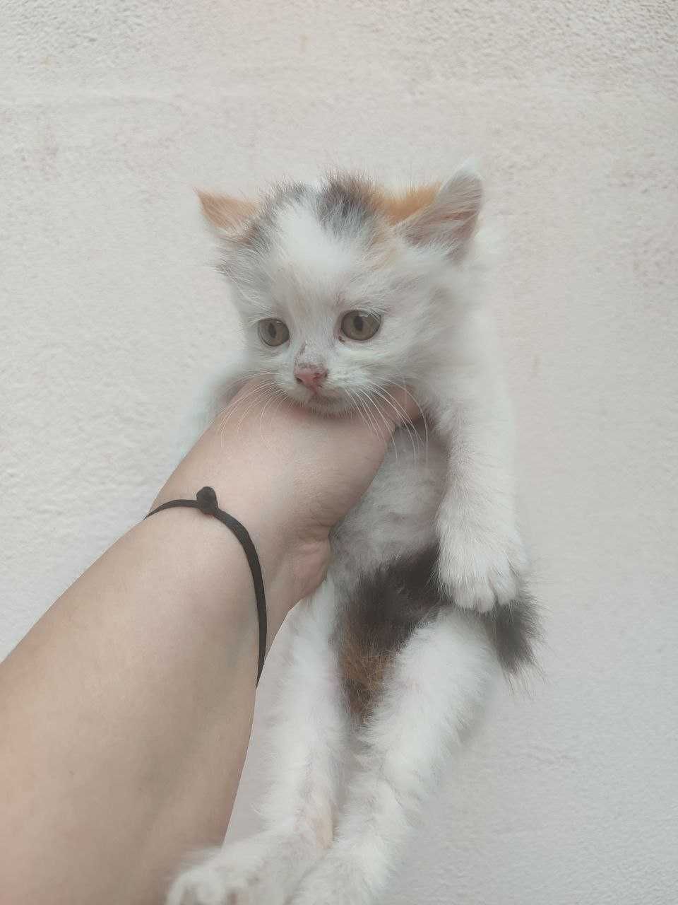 Отдаём двух котят