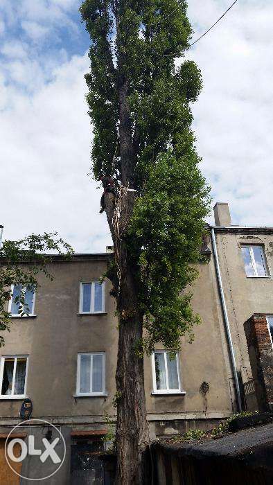 Wycinka drzew alpinistycznie. Wykopy i wyburzenia. Koparki. Podnośnik.