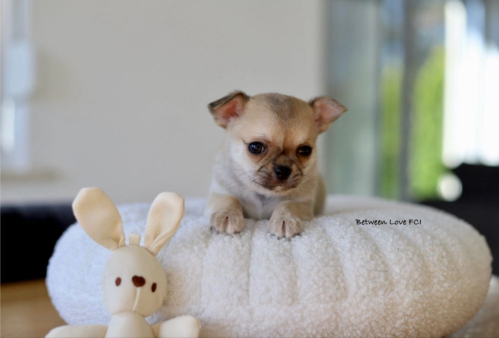 Chihuahua samiec chlopak