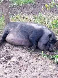 Поросна в'єтнамська свинка