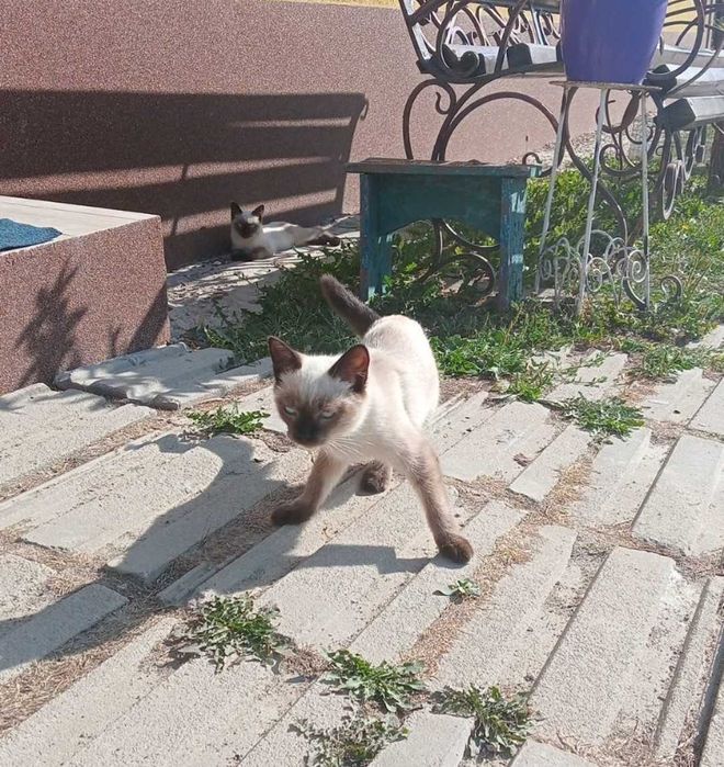 Породисті сіамські кошенята