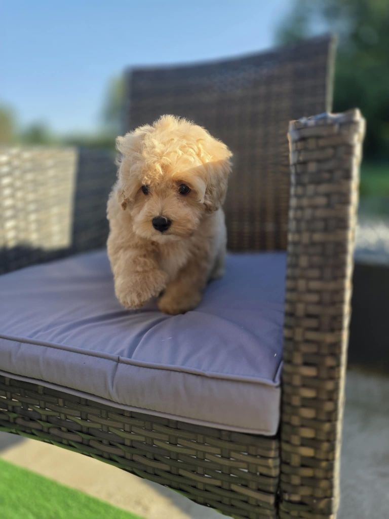 Sliczny chlopczyk Maltipoo F1
