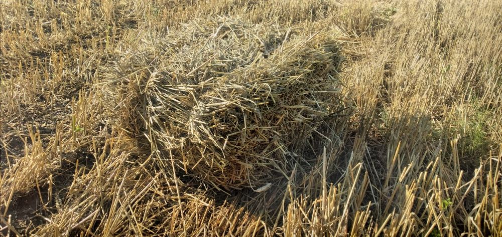 Siano/SŁOMA w kostkach 2025, Z transportem!