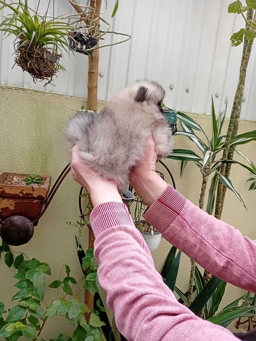 Spitz anão (lulu da Pomerânia) excelente exemplar.