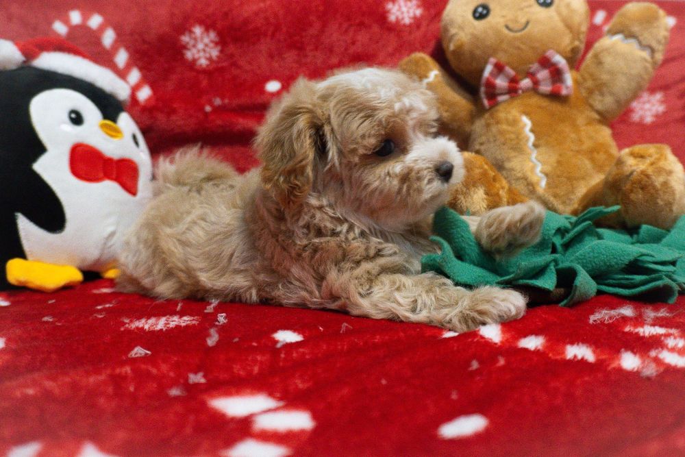 Piękna suczka Maltipoo - maltańczyk, pudel toy