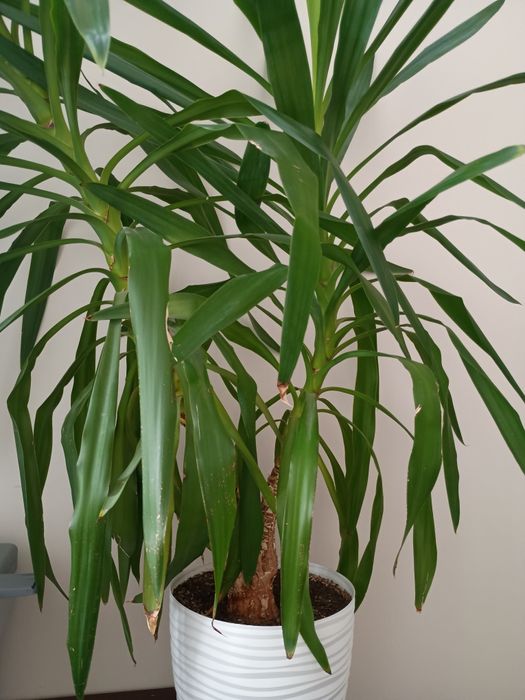 Juka domowa, duża 1,8m, z donicą, odbiór własny