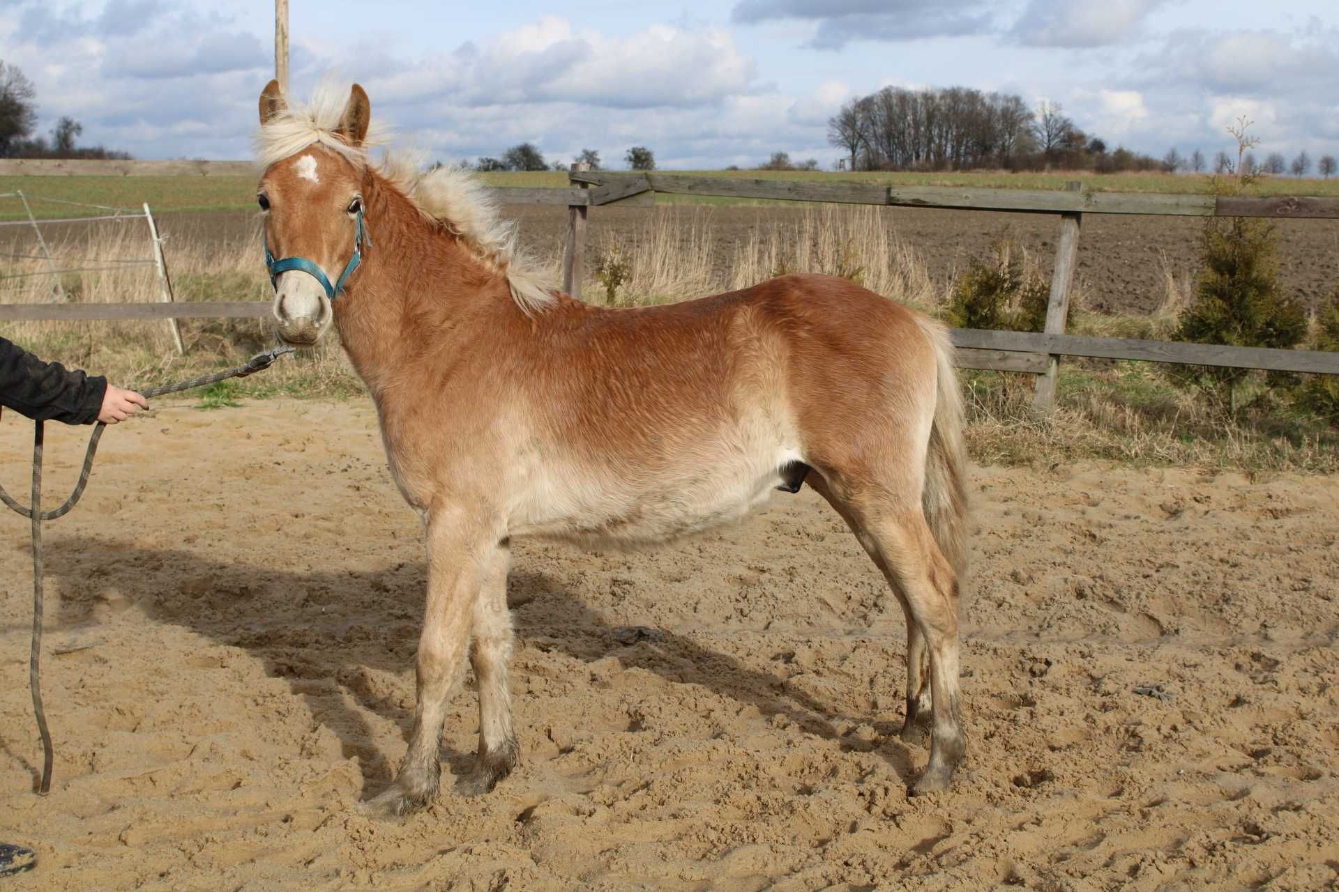 Haflinger odsadek/ zamiana