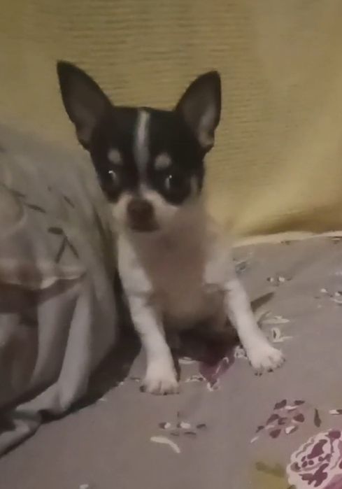 Продам дівчінку чихуахуа триколор .Міні