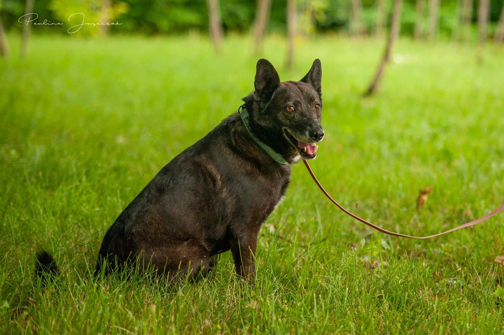 Dobry, kochany Wedelek od roku czeka na swoją rodzinę!