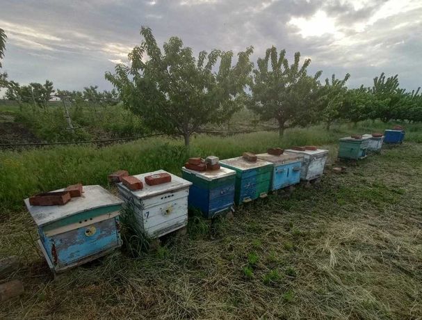 Пасека, пчёлы, улья, медогонка