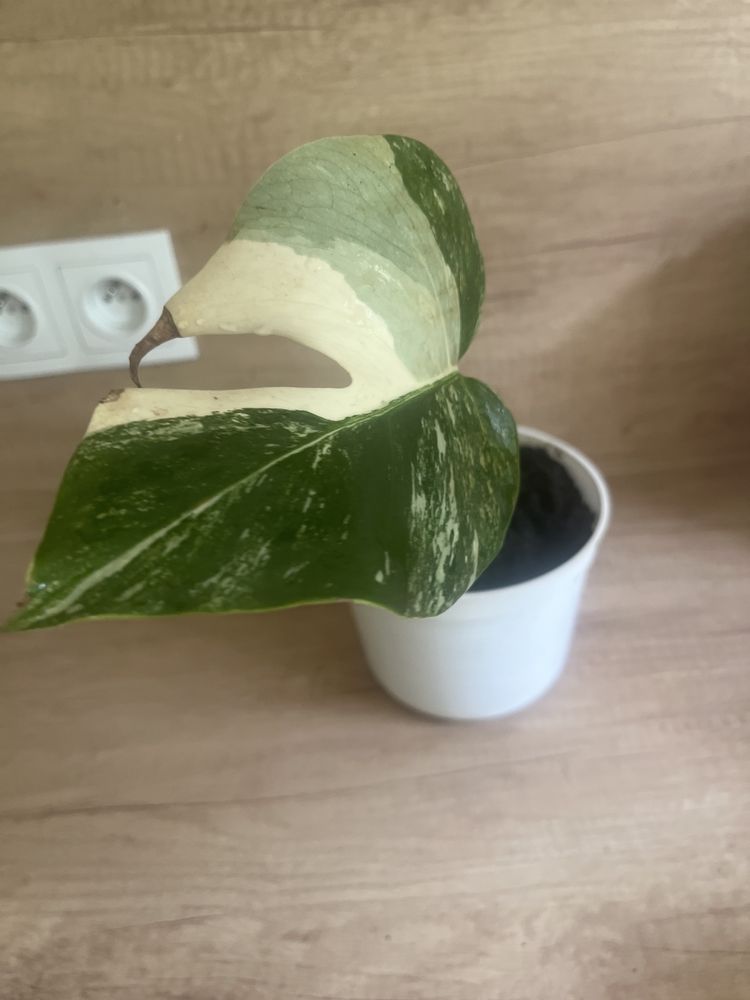 Monstera Variegata