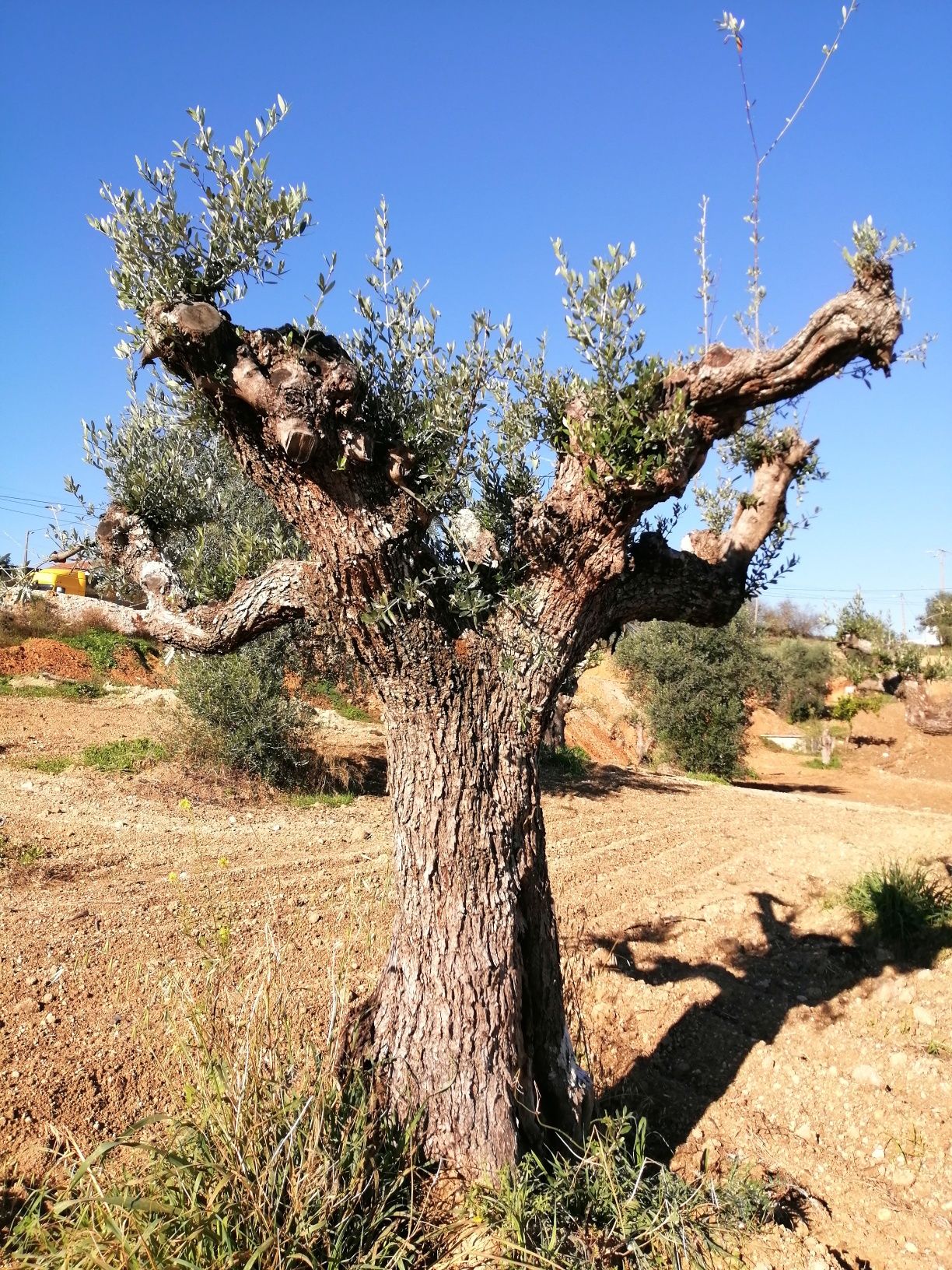 Oliveiras galegas centenárias