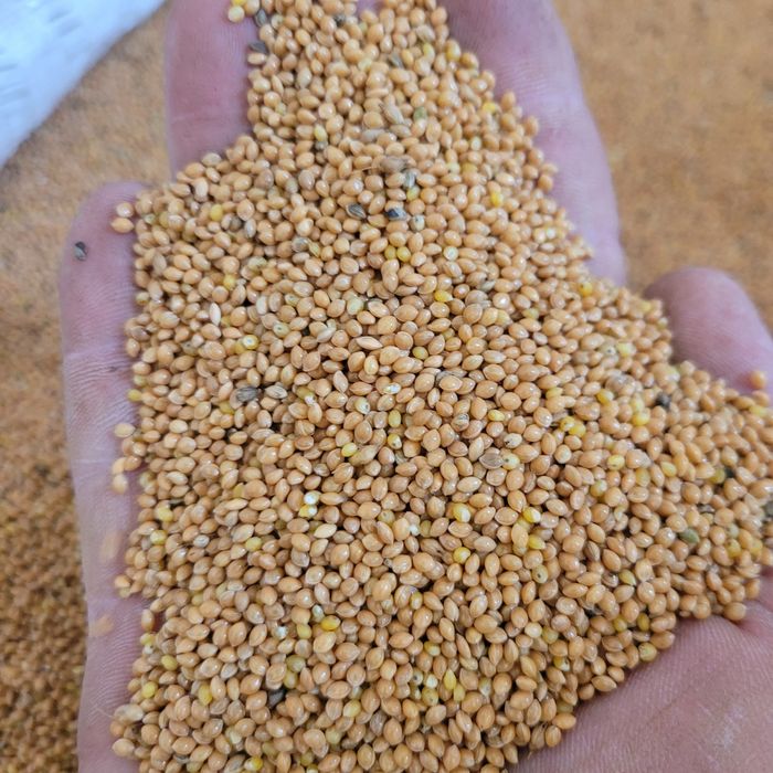 Proso czyszczone 25 kg zbiór 2025r