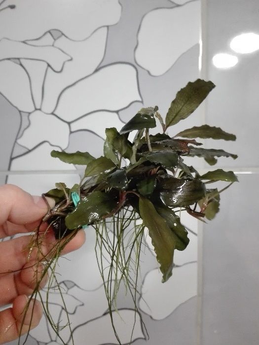 Bucephalandra bucek