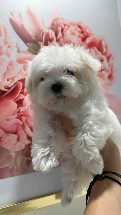 Piękna Suczka z Metryka. Maltańczyk. Mini. Do odbioru.