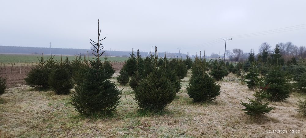 Choinki - świerk