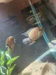 casal de heros severum selvagem
