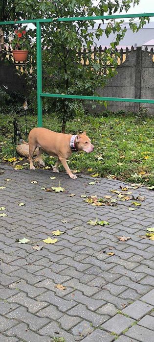 Spokojna, łagodna Baryłka do adopcji