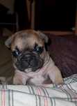 Bulldog frances Lop