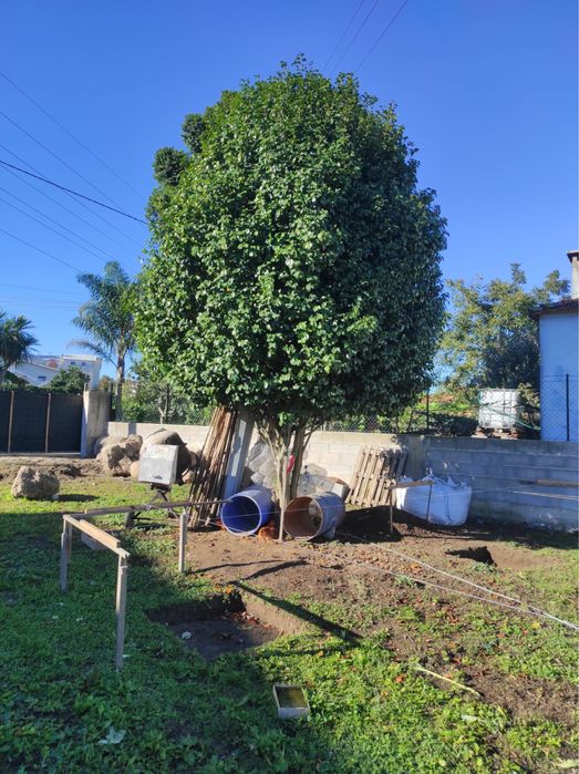 Árvore Camélia em excelente estado