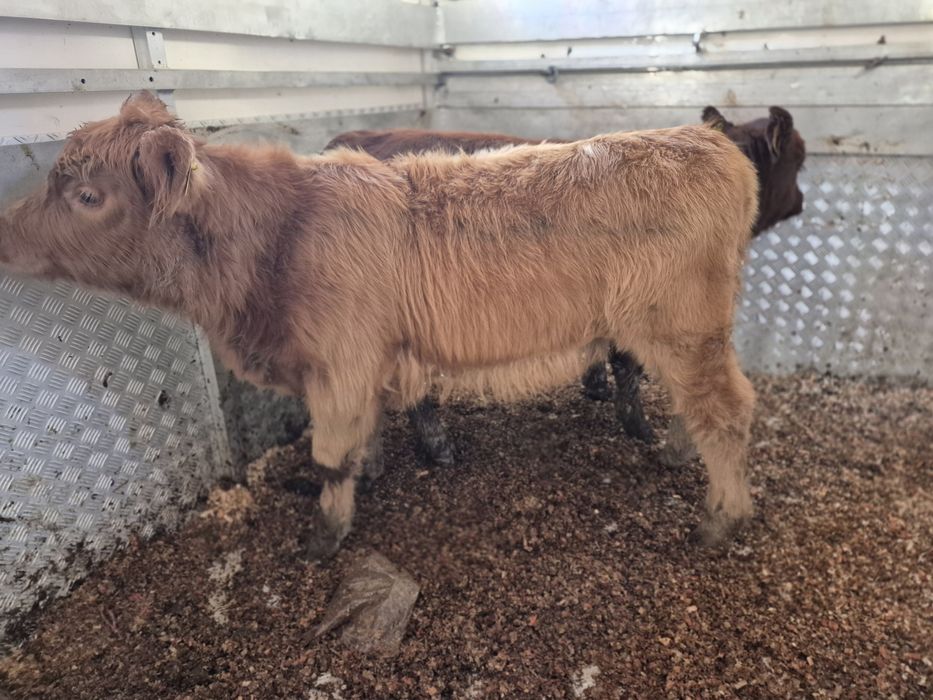 Byczek i jalowka mięsne.