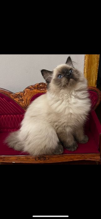 Ragdoll kotka Aisha