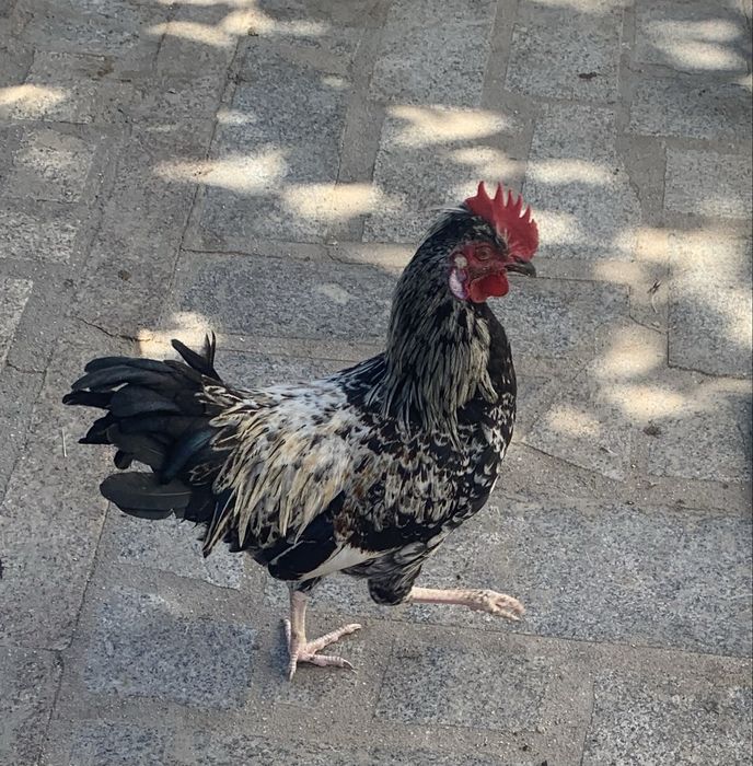 Galo da india
