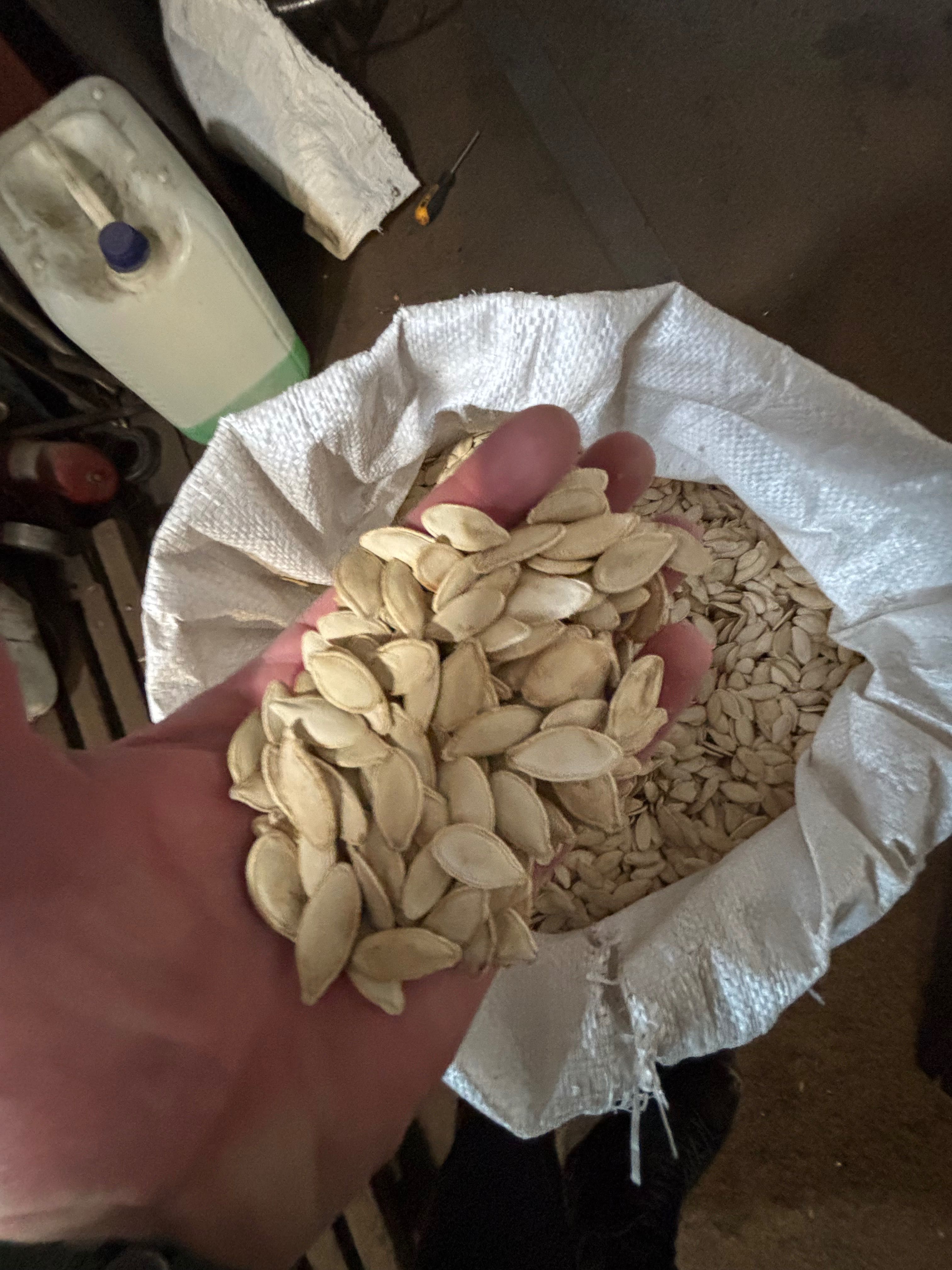 Продам посів мат гарбуза Турка(сорт)