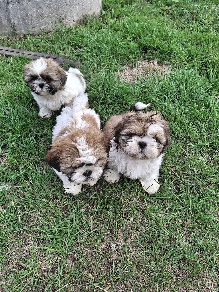 Szczeniak shih tzu