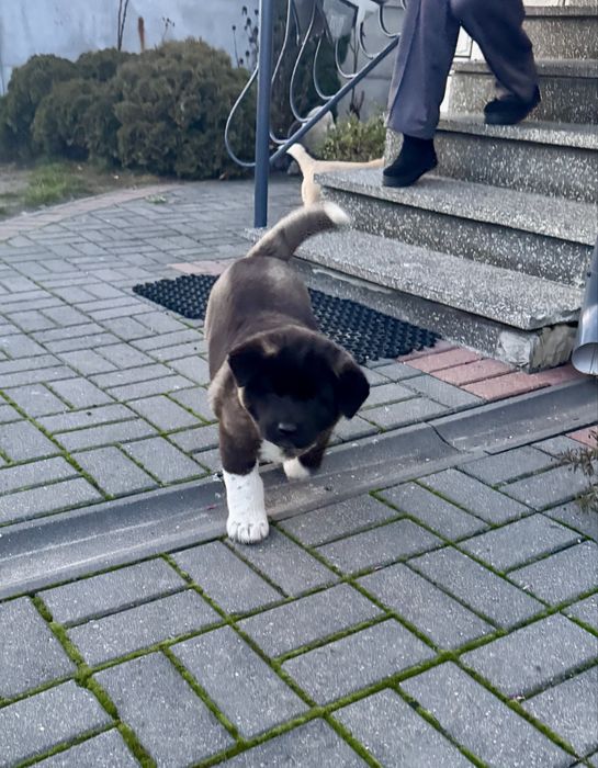 Szczeniak Akity Amerykanskiej z Rodowodem