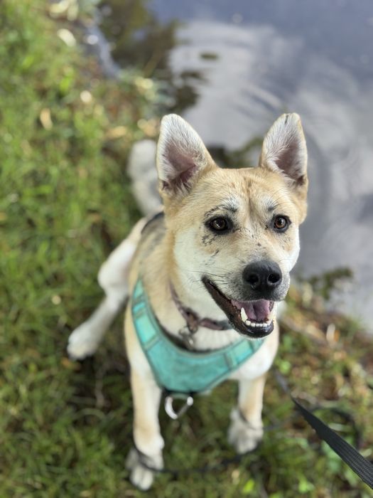 Собака зі Словʼянська врятована