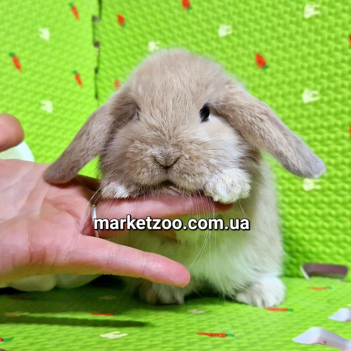 Мини баранчики вислоухие карликовые кролики mini lop крем