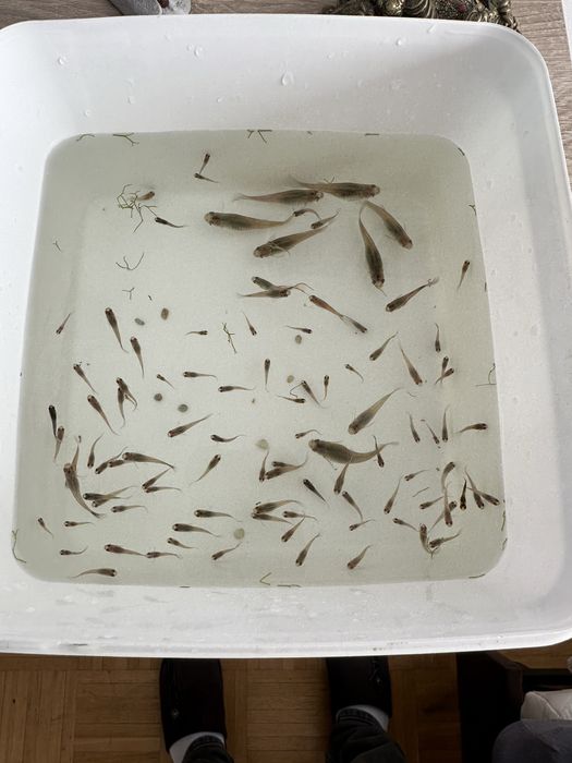 Sprzedam gupiki i zestaw roślin.