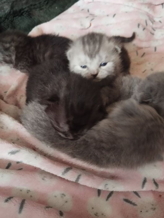 Кошенята британці