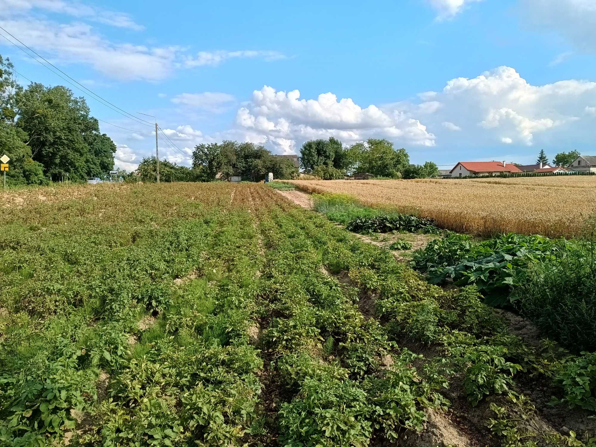 Dom z działką rolną 1ha ze stawem i drzewami owocowymi
