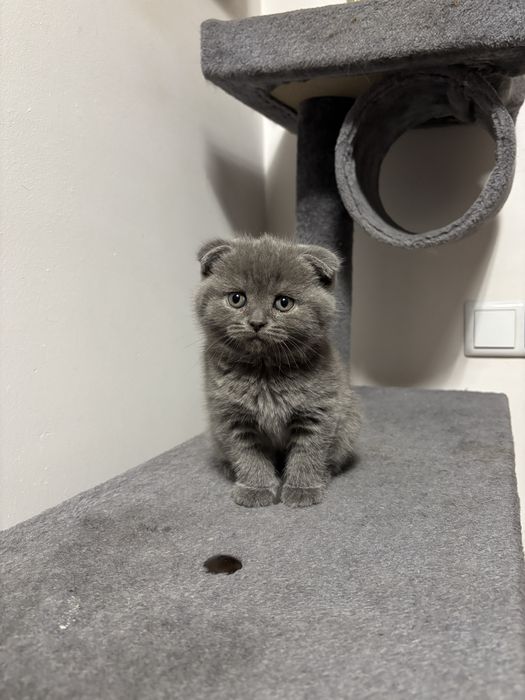 Śliczna koteczka szkocka