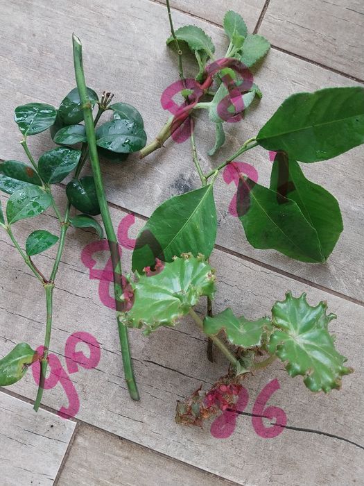 набором саджанці 15 штук  різних квітів пеларгонии,традесканция,плющ