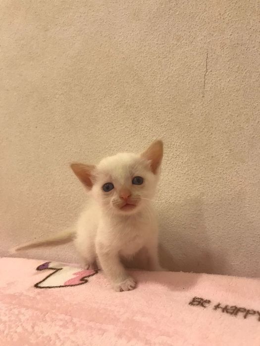 Bolt- gatinho bebé para adoção responsável