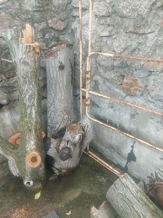 Стовбур горіха 8 шт діамтр різний самовивіз