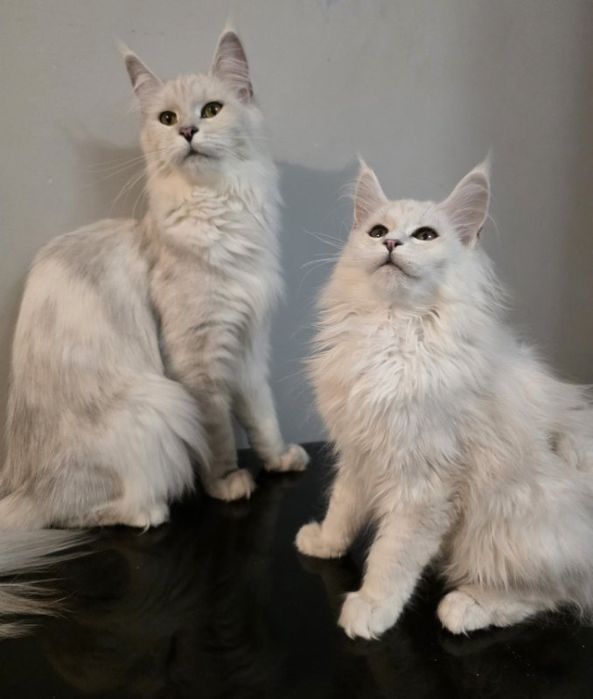 Hodowla kotów Maine Coon Kocia Farna