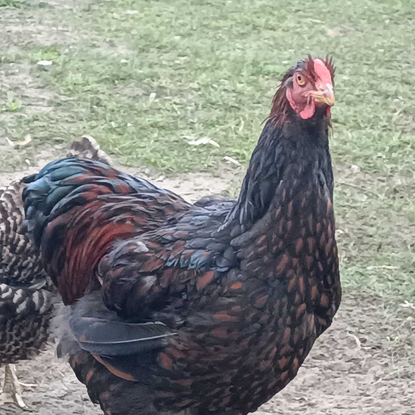 Wyandotte olbrzymi, młode koguty ozdobne, barnewelder