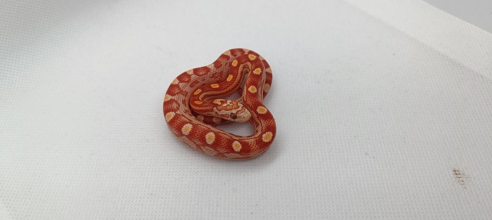 Wąż zbożowy (węże zbożowe)D4 Ultramel Motley