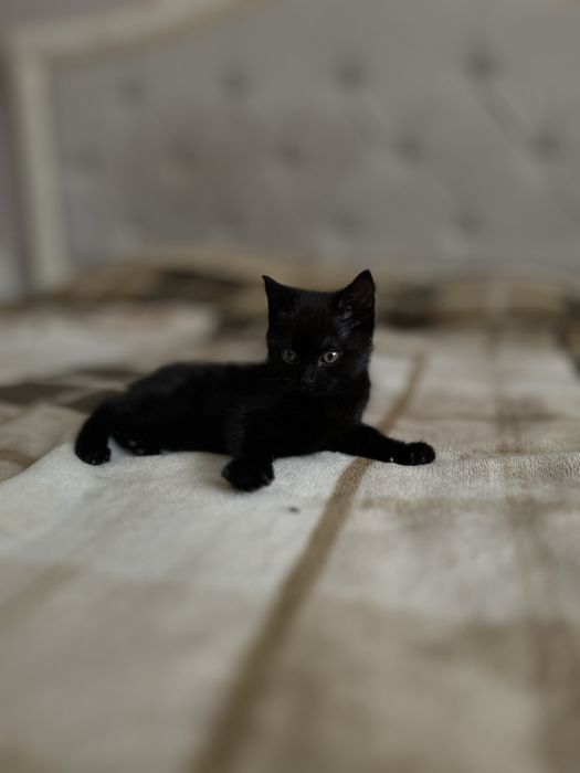 Маленьке диво шукає добрі руки! Бескоштовно.